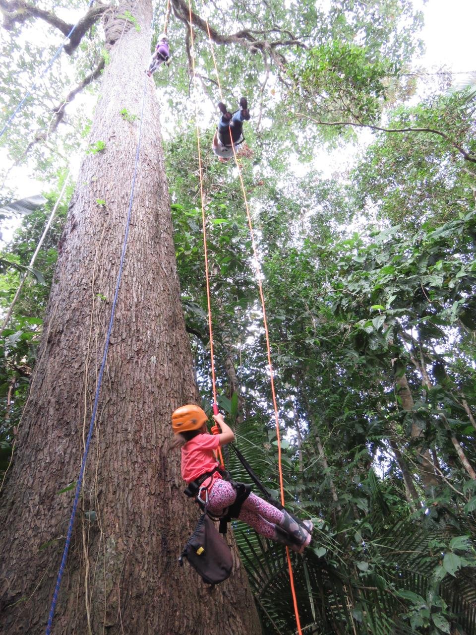 Criança em atividade de escalada em árvore na floresta, no Juma Amazon Lodge