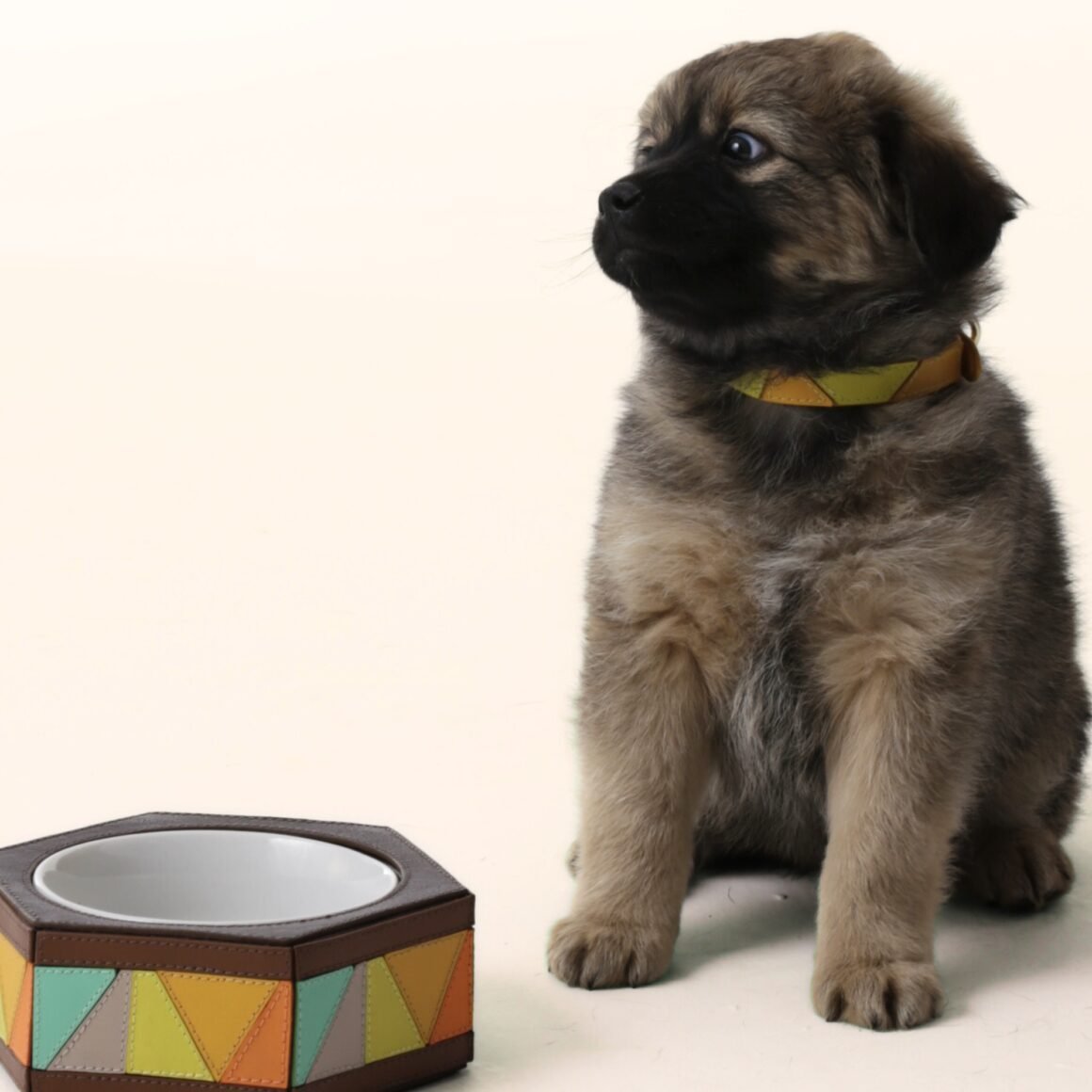 Ryzí lança linha para pets em evento exclusivo