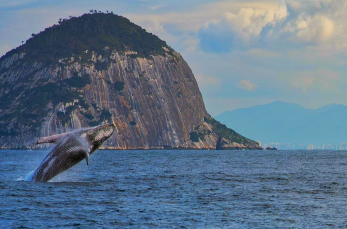 Visit Rio lança guia para avistamento responsável de baleias-jubarte durante temporada no litoral carioca