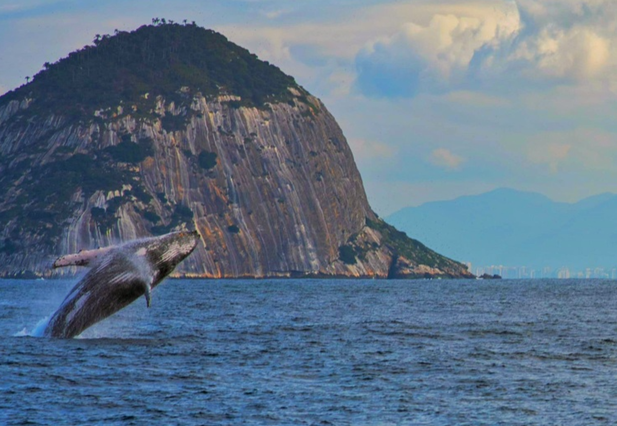 Visit Rio lança guia para avistamento responsável de baleias-jubarte durante temporada no litoral carioca