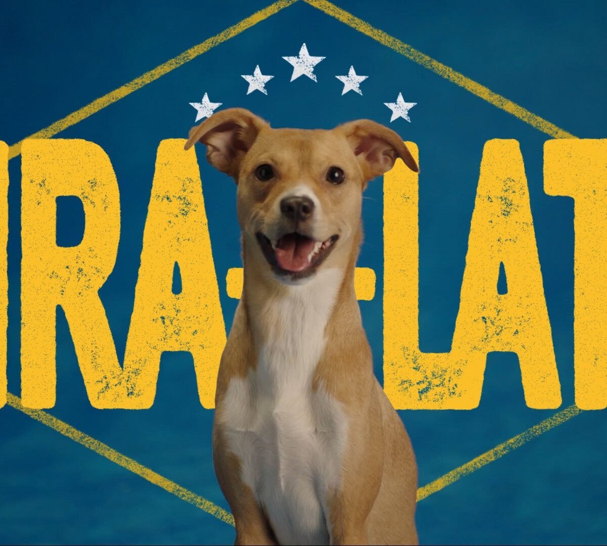 Em ano de futebol, PEDIGREE ressignifica o orgulho de ser vira-lata