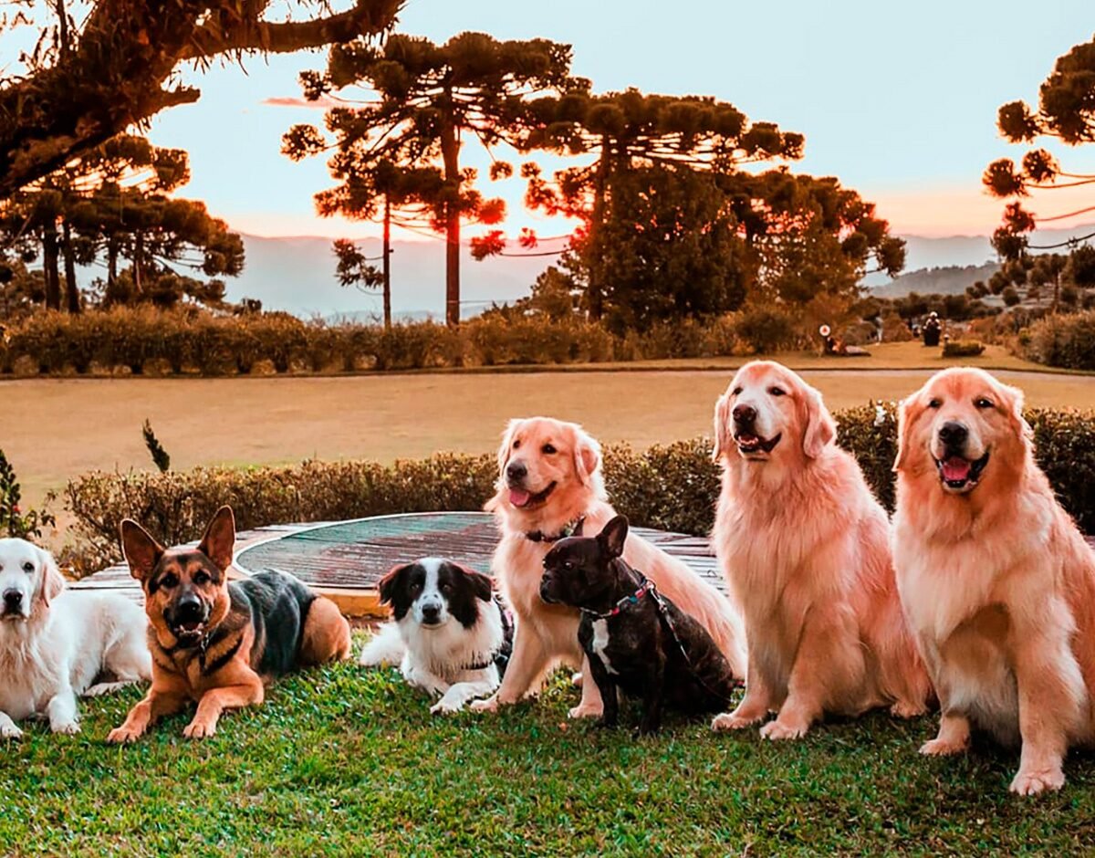 Cães reunidos nos jardins do Surya-Pan, em Campos do Jordão.