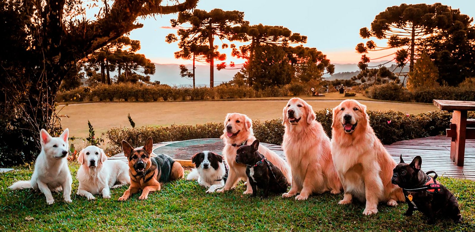 Cães reunidos nos jardins do Surya-Pan, em Campos do Jordão.