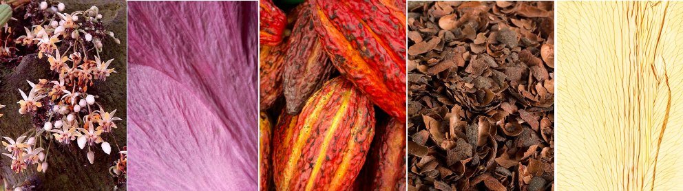Texturas de flores, cacau e ingredientes que inspiram a nova identidade da Chocolat du Jour