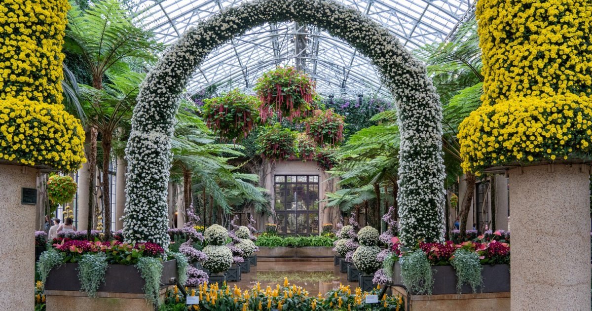 Arco duplo de crisântemos no conservatório do Longwood Gardens, na Pensilvânia