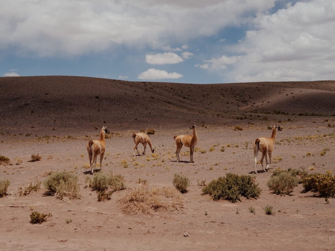 Guanacos na paisagem do deserto do Atacama, no Chile
