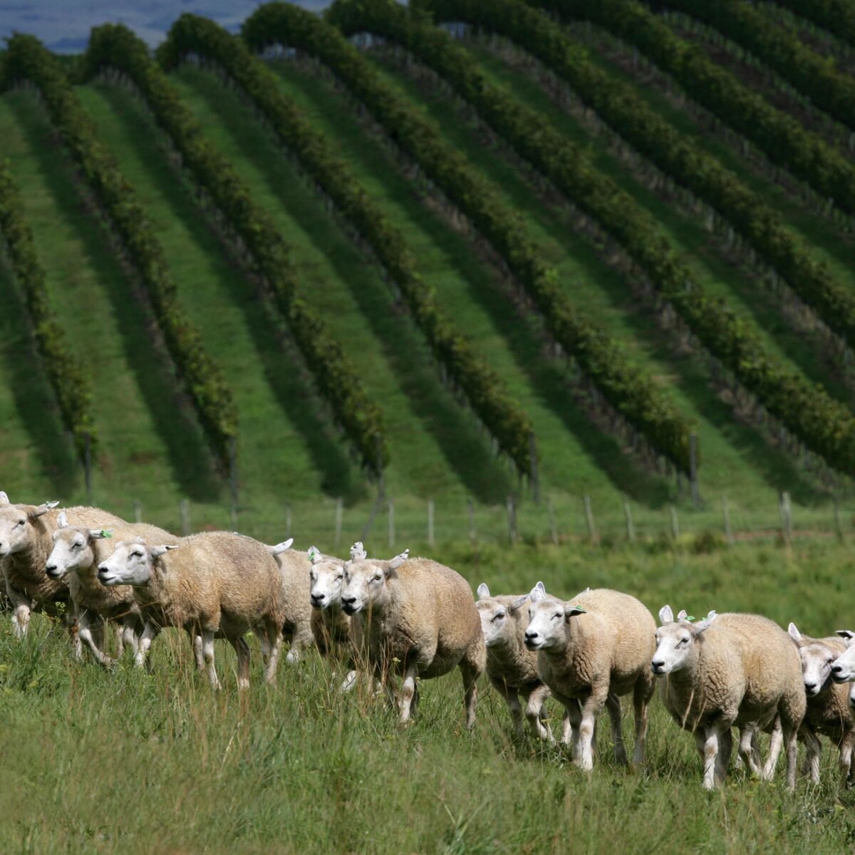 Ovelhas caminhando em frente aos vinhedos da Vinícola Seival, em Candiota, na Campanha Gaúcha.
