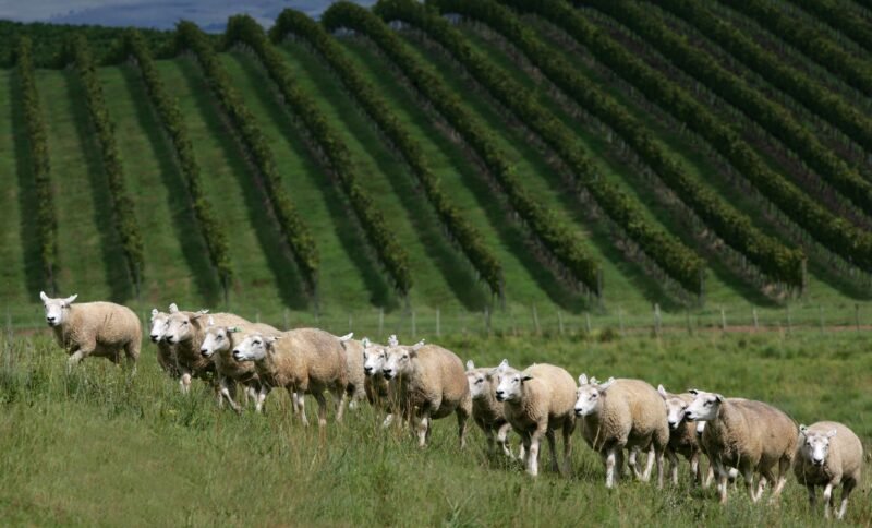 Ovelhas caminhando em frente aos vinhedos da Vinícola Seival, em Candiota, na Campanha Gaúcha.
