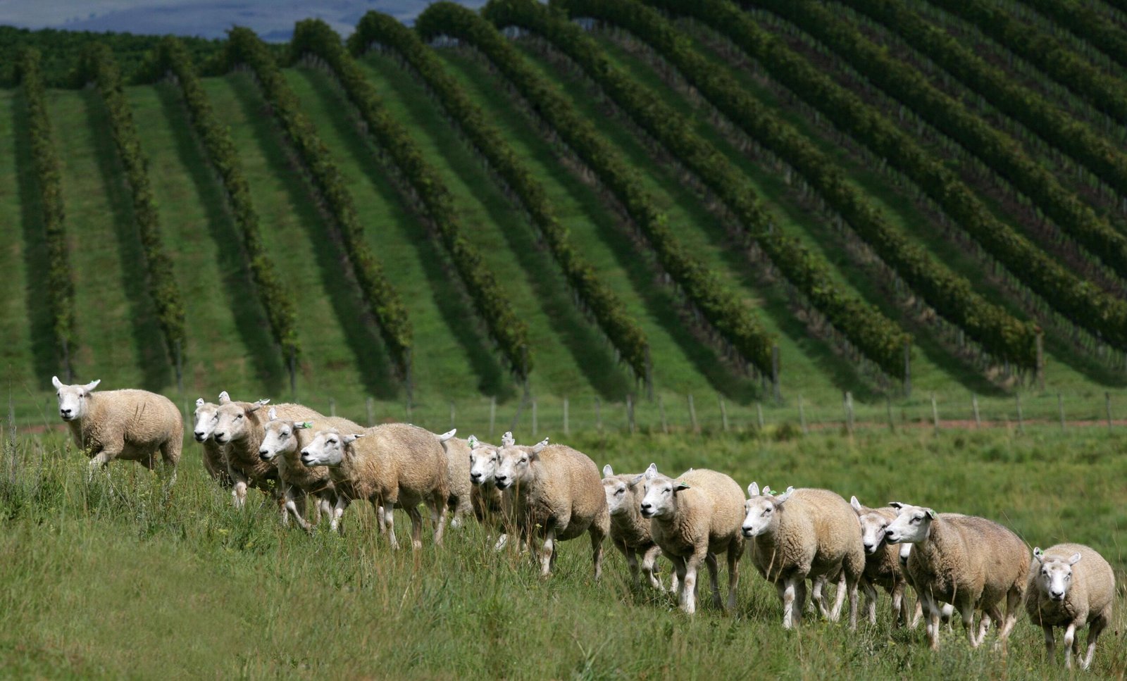 Ovelhas caminhando em frente aos vinhedos da Vinícola Seival, em Candiota, na Campanha Gaúcha.